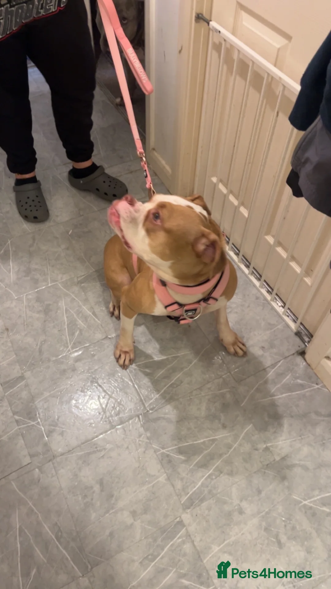 Alapaha Blue Blood Bulldog dogs for sale: Miss ocean  - Advert 1