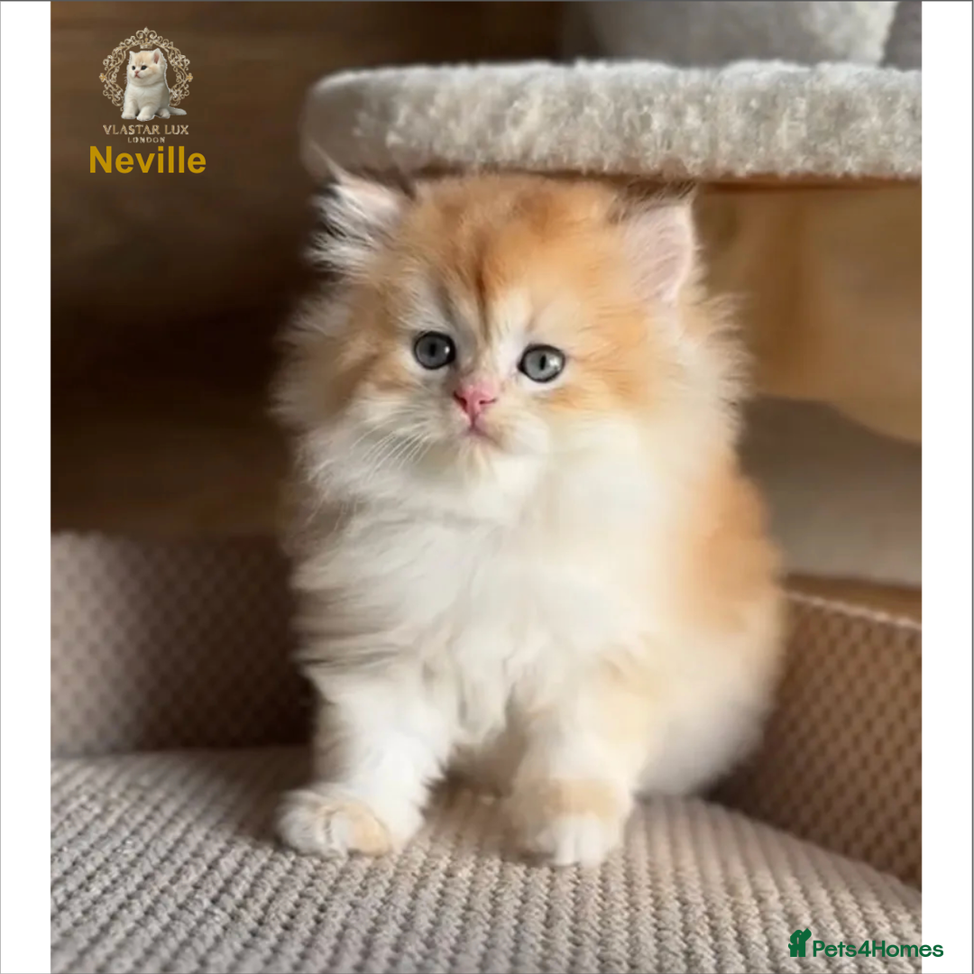 British Shorthair cats for sale: World Class Golden BSH/BLH Chinchilla, Shaded & CP - Image 29