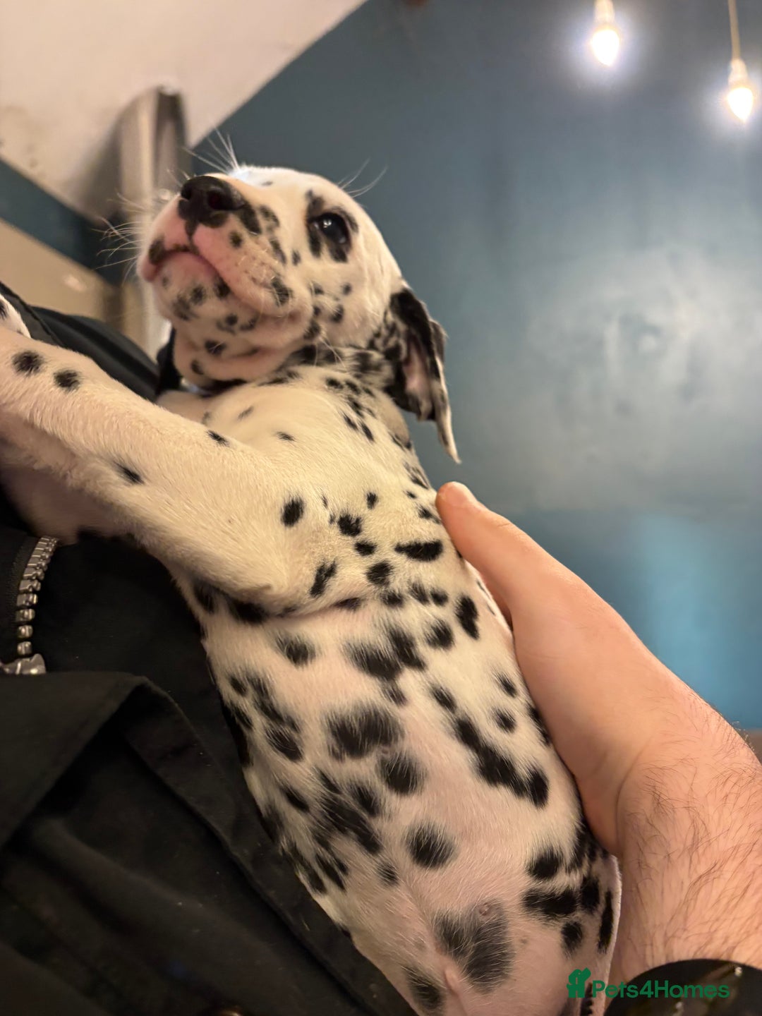Dalmatian dogs for sale: The most beautiful beautiful Dalmatian puppies  - Advert 18