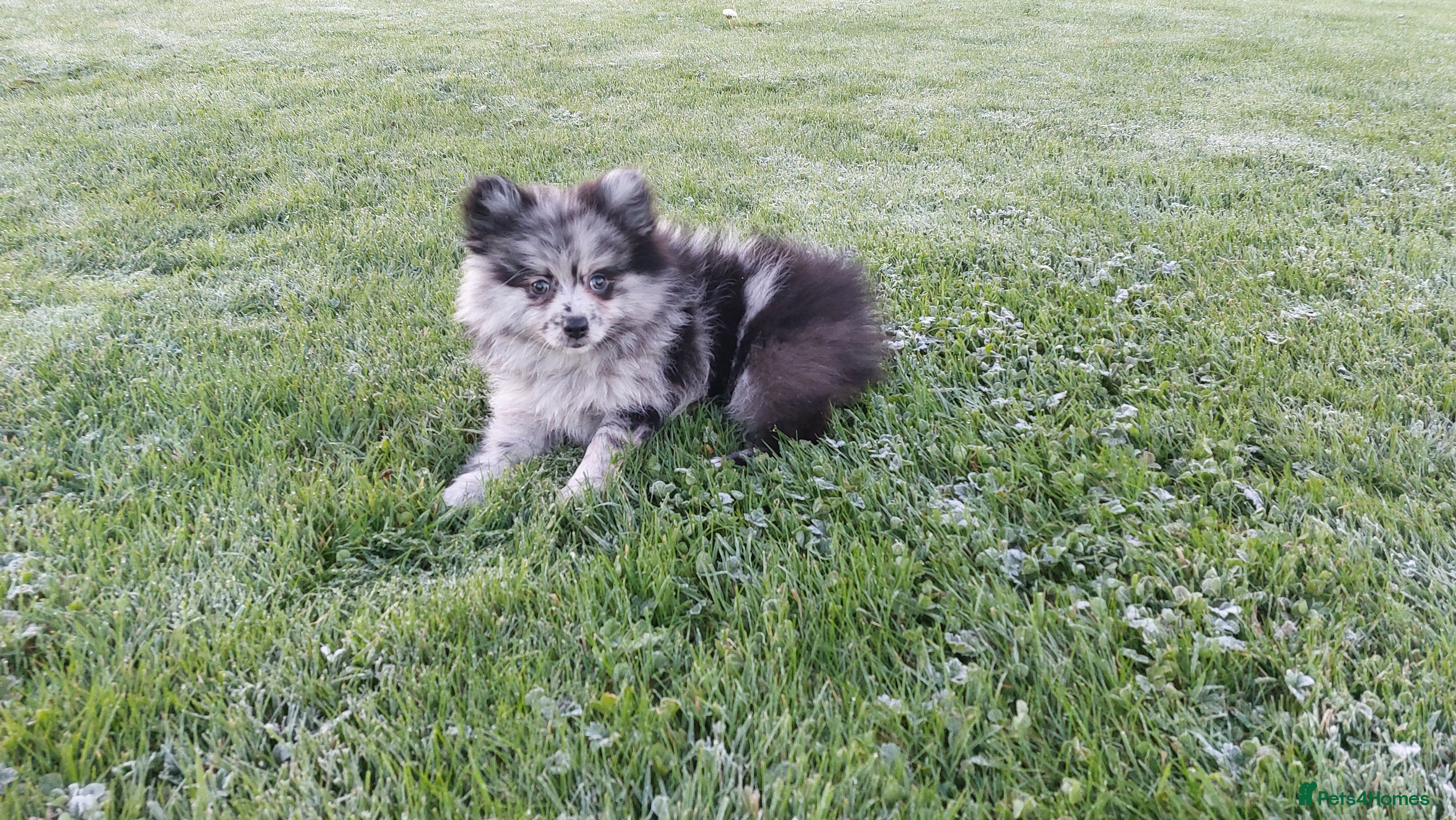 Pomeranian dogs Beautiful pomeranian girl for sale - Advert 9