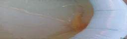 Koi Carp fish for sale: Sturgeon in Bradford - Advert 4