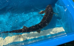 Koi Carp fish for sale: Various koi carp for sale  - Image 19