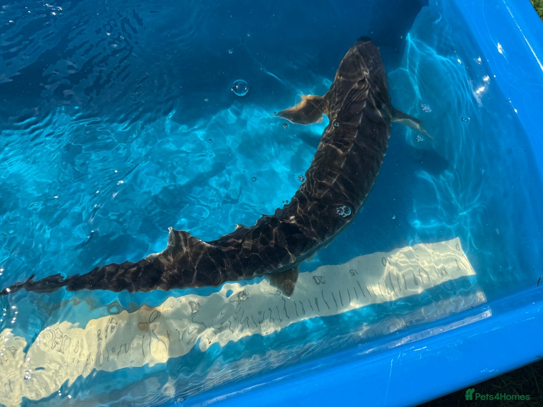 Koi Carp fish for sale: Various koi carp for sale  - Image 19