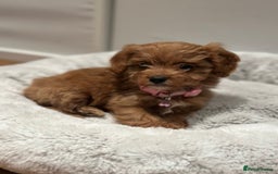 Cavapoo dogs for sale: F1 Toy Cavapoo girl puppy beautiful lapdog - Advert 5