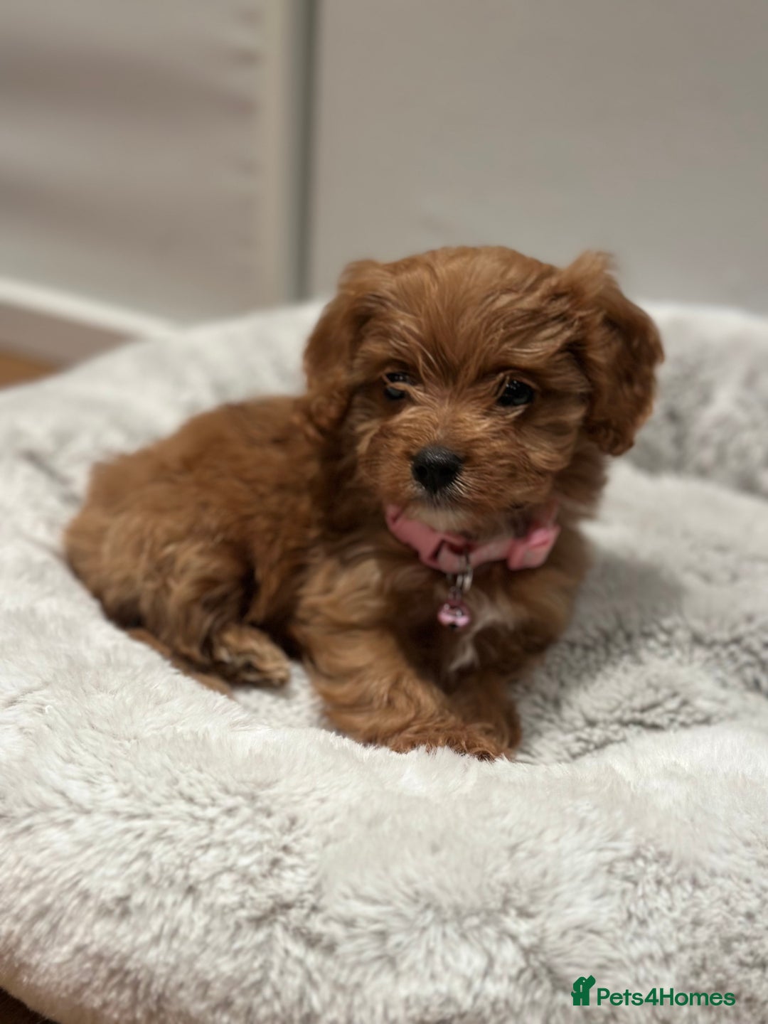 Cavapoo dogs for sale: F1 Toy Cavapoo girl puppy beautiful lapdog - Advert 5