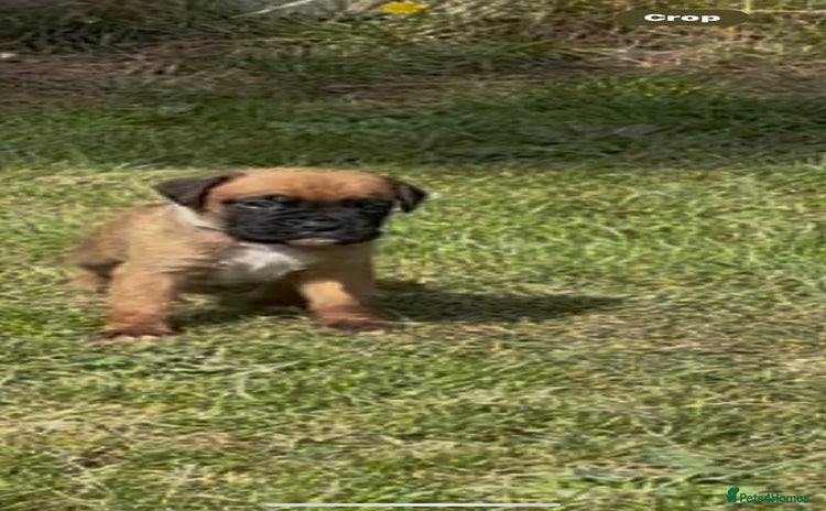 Boxer dogs - Advert 1