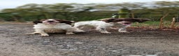 English Springer Spaniel dogs for sale: Springer spaniel puppies mother and father are kc  - Advert 5