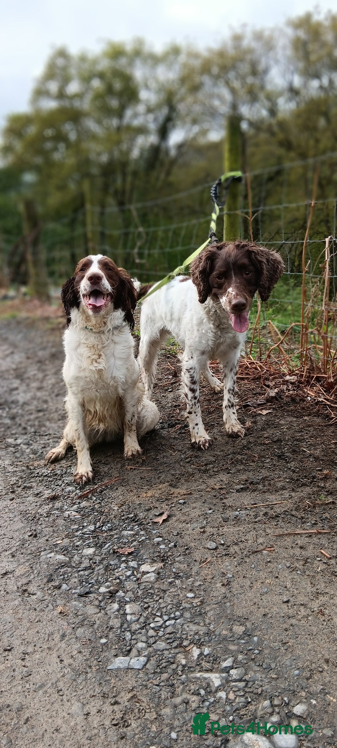 English Springer Spaniel dogs for sale: Springer spaniel puppies mother and father are kc  - Advert 5