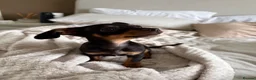 Chiweenie dogs for sale: Tiny dachshund cross chihuahua pups  - Advert 3