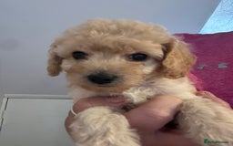 Cockapoo dogs for sale: cockapoo babies  - Image 13