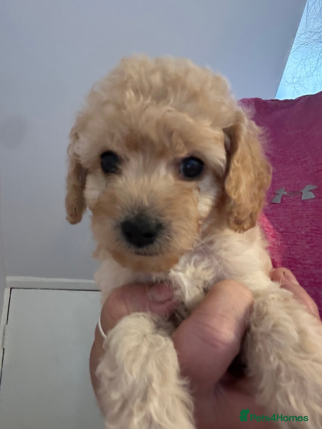 Cockapoo dogs for sale: cockapoo babies  - Image 13
