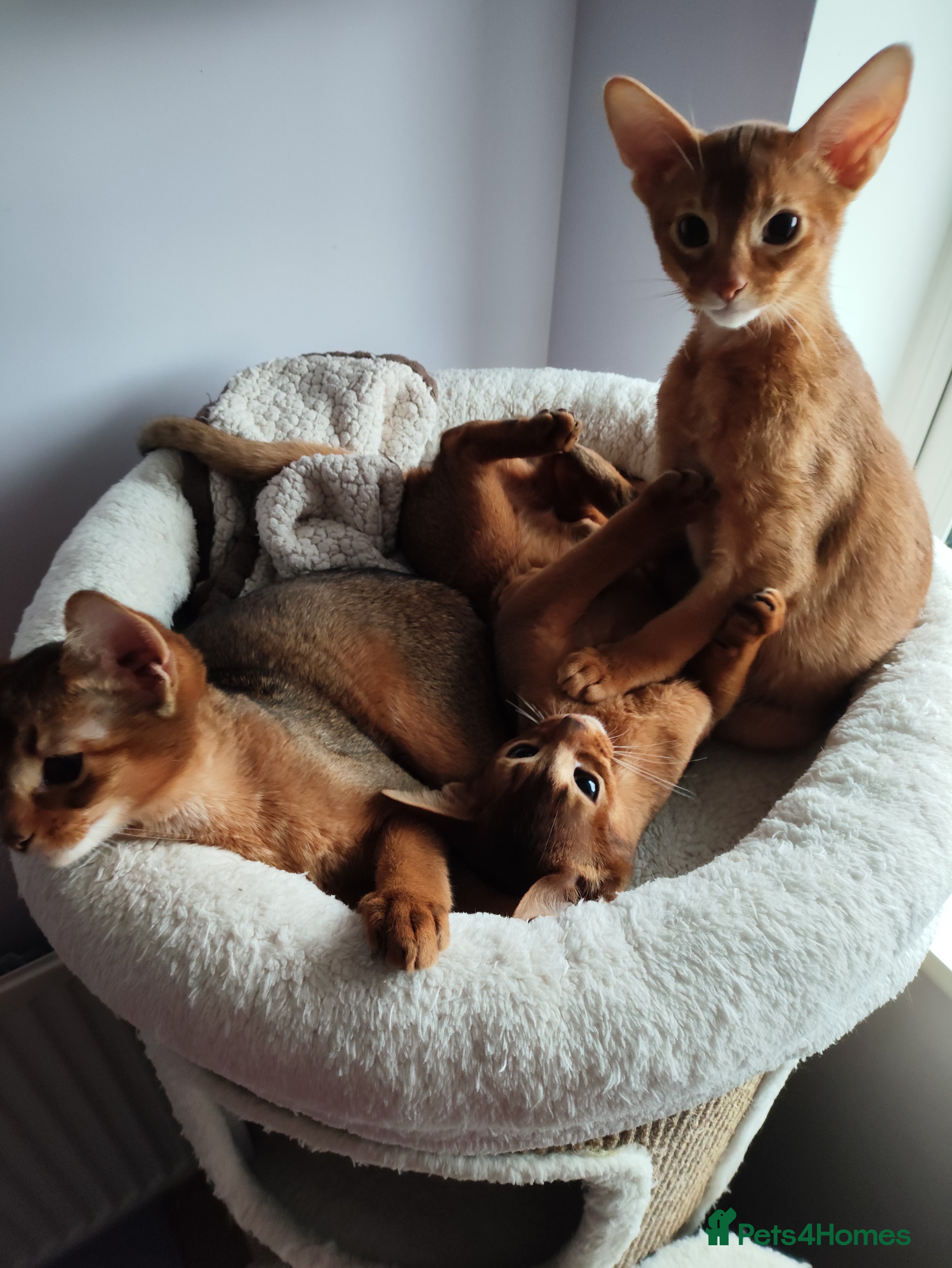 Abyssinian cats Beautiful Abyssinian Kittens 🐈 - Advert 4