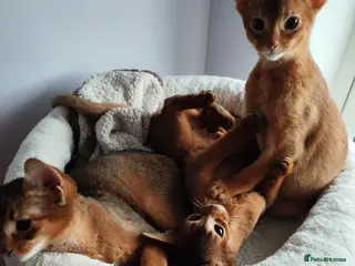 Abyssinian cats Beautiful Abyssinian Kittens 🐈 - Advert 7