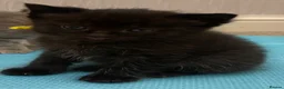 Ragcoon cats for sale: Ragcoon Kittens  - Advert 10