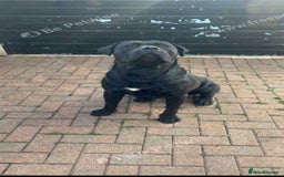 Cane Corso dogs for sale: Cane corso  - Image 1