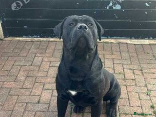 Cane Corso dogs - Advert 1