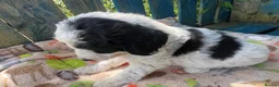 Bordoodle dogs for sale: Beautiful Bordoodle pups  - Advert 5