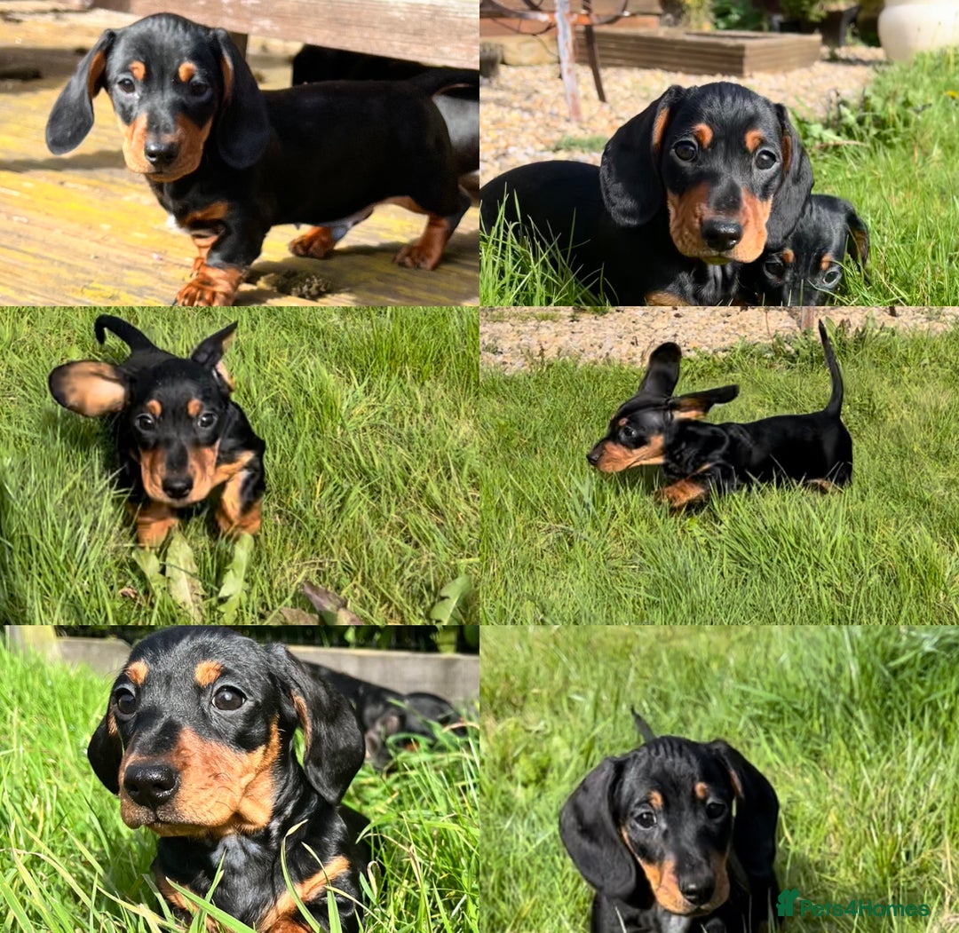 Miniature Dachshund dogs for sale: Miniature Short Hair Dacshund  - Image 9