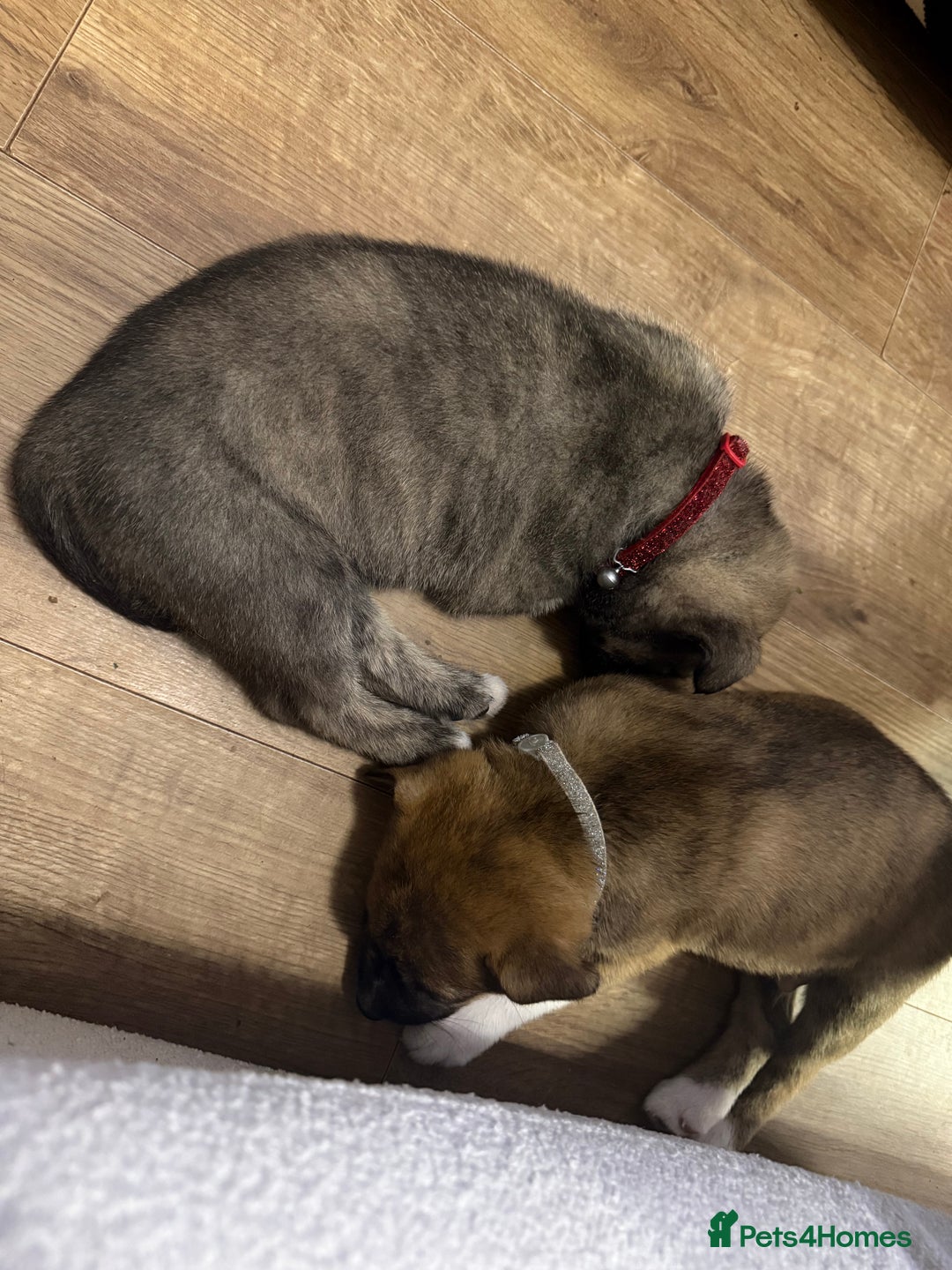 Mixed Breed dogs for sale: Malamute x puppies - Advert 2