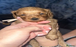 Cavapoo dogs for sale: Adorable cavapoo puppies for sale  - Advert 3