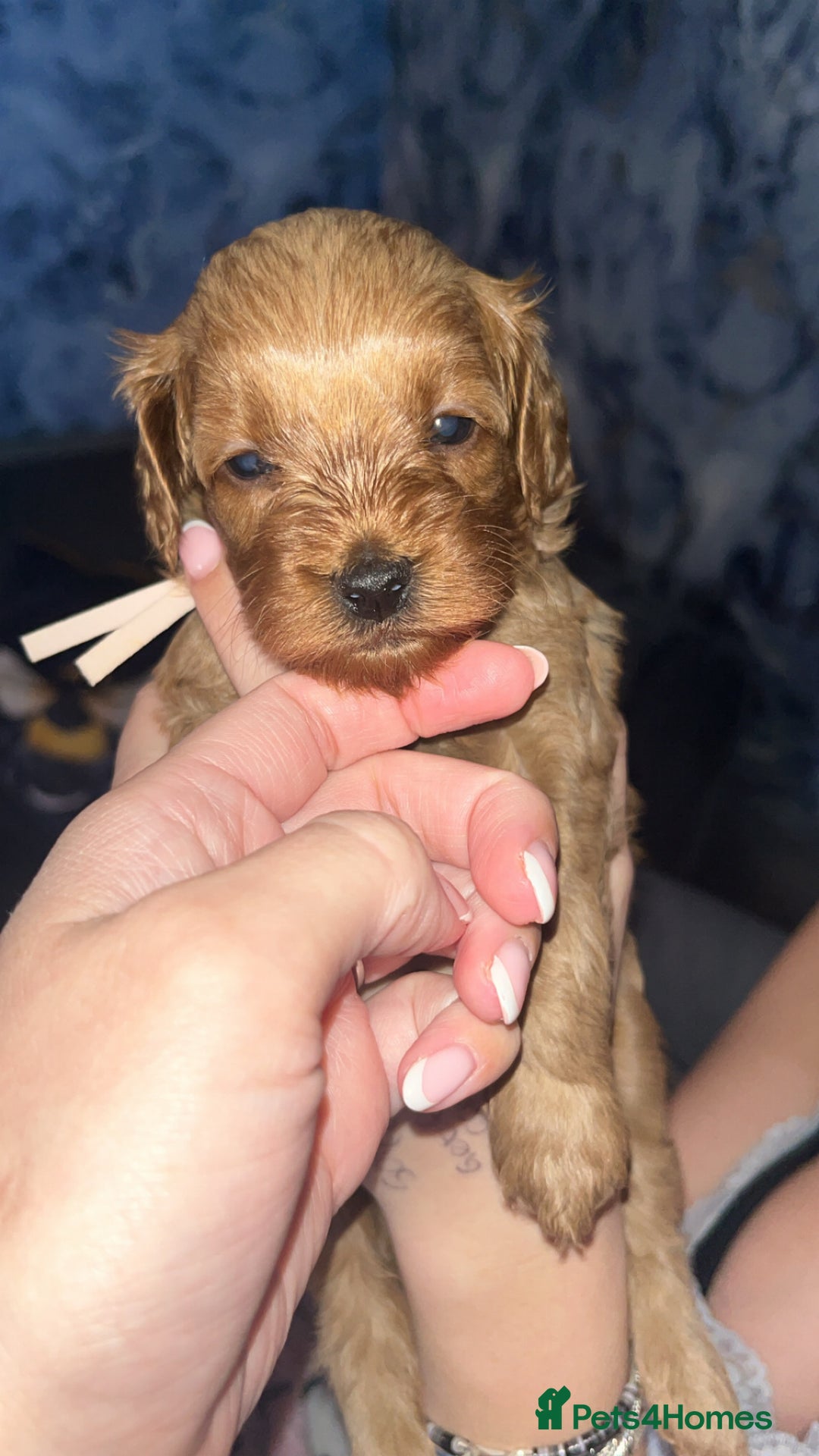 Cavapoo dogs for sale: Adorable cavapoo puppies for sale  - Advert 3