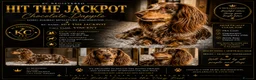 Miniature Dachshund dogs for stud: KC Reg Long Haired Choc Dapple Miniature Dachshund - Advert 2