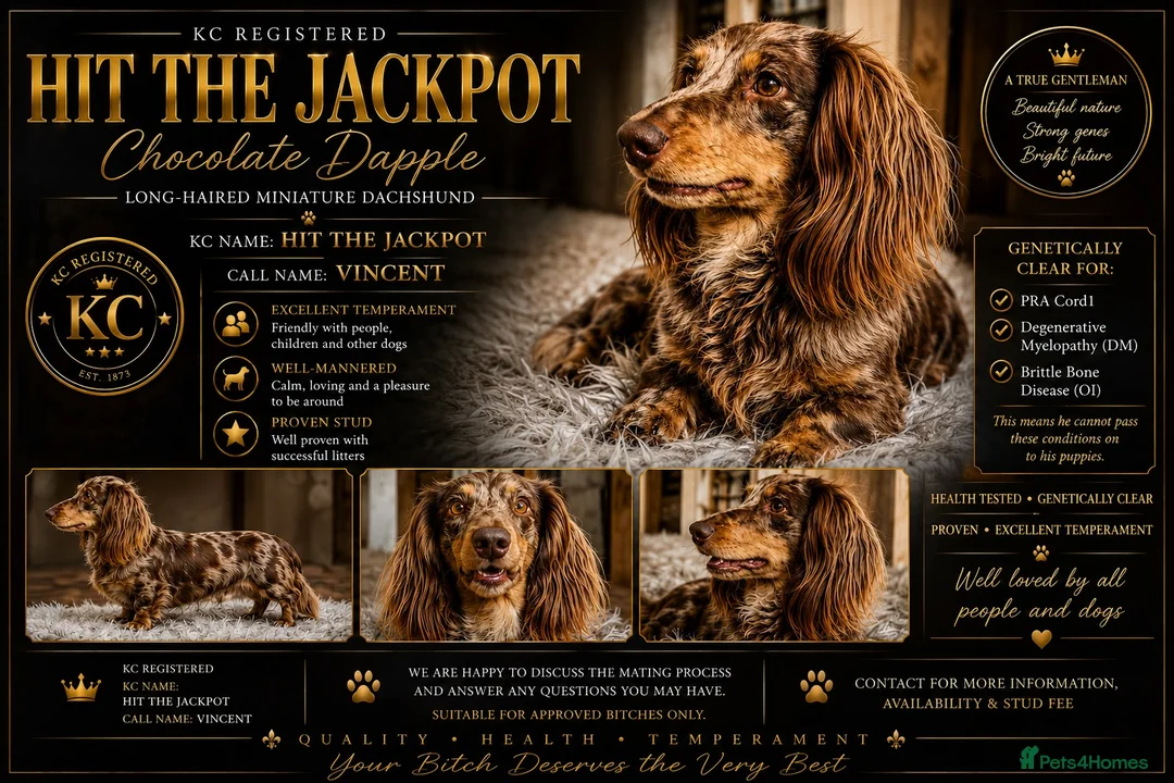 Miniature Dachshund dogs for stud: KC Reg Long Haired Choc Dapple Miniature Dachshund - Advert 2