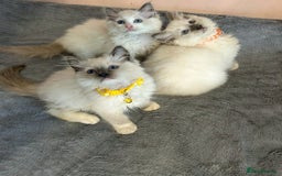 Ragdoll cats for sale: Cute little Ragdoll kittens for sale 💕🐱🐱 - Image 11