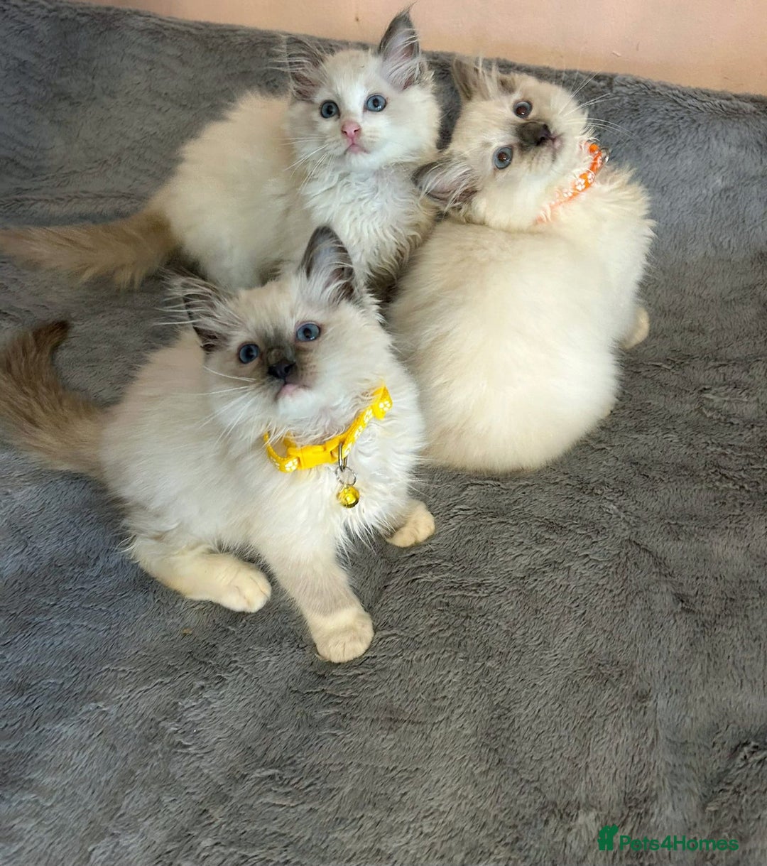 Ragdoll cats for sale: Cute little Ragdoll kittens for sale 💕🐱🐱 - Image 11