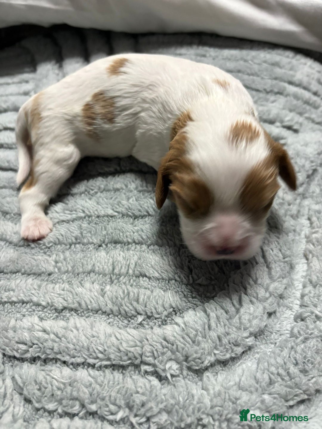 Cavalier King Charles Spaniel dogs for sale: Beautiful Blenheim King Charles spaniel pups   - Image 6