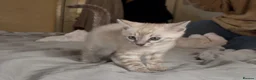 Bengal cats for sale: Tempest Bengal TICA registered kittens  - Advert 14