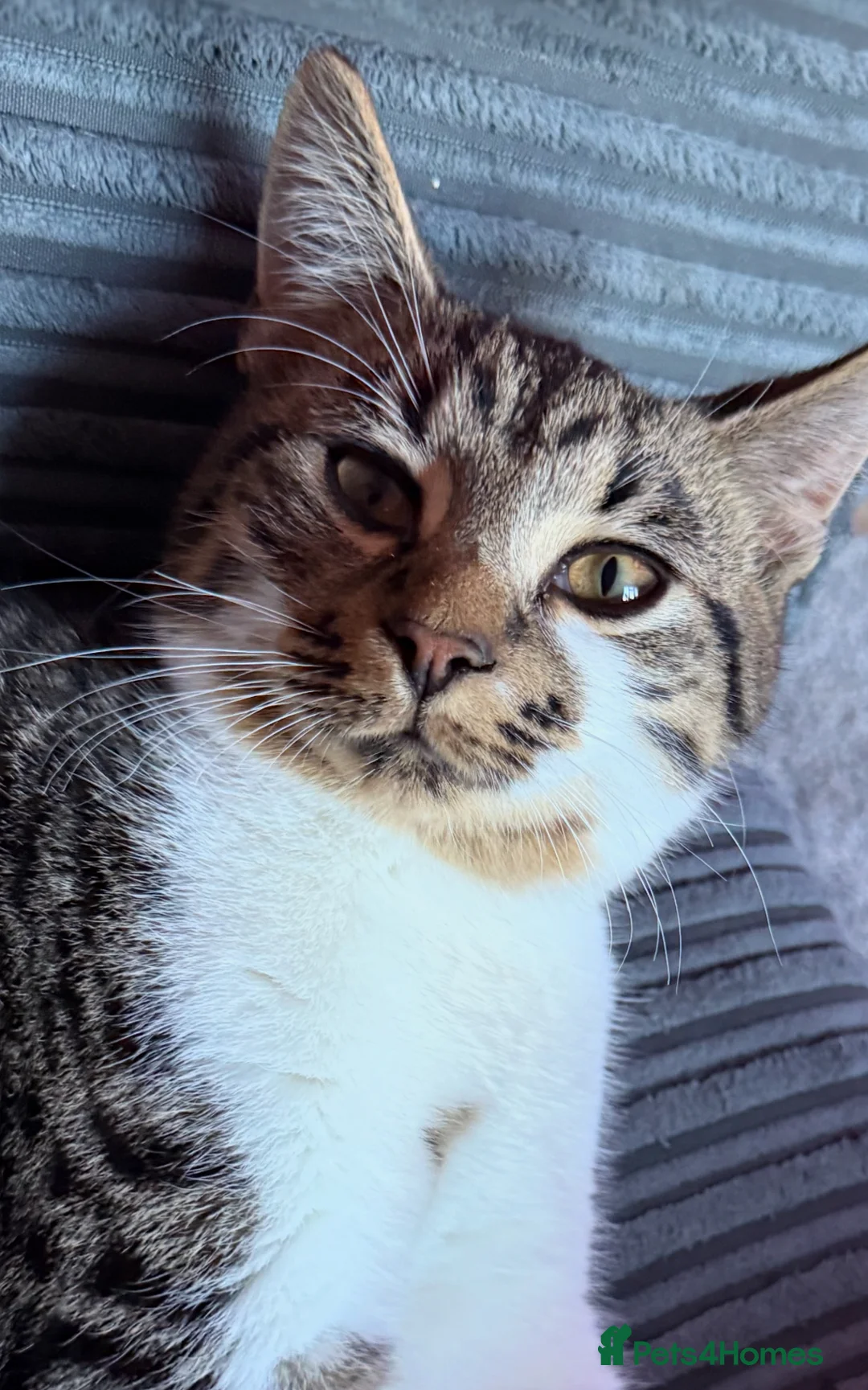 Mixed Breed cats for sale: Mum & Son - Advert 1