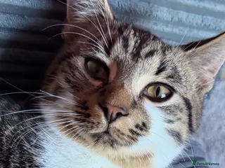 Mixed Breed cats Mum & Son - Advert 1