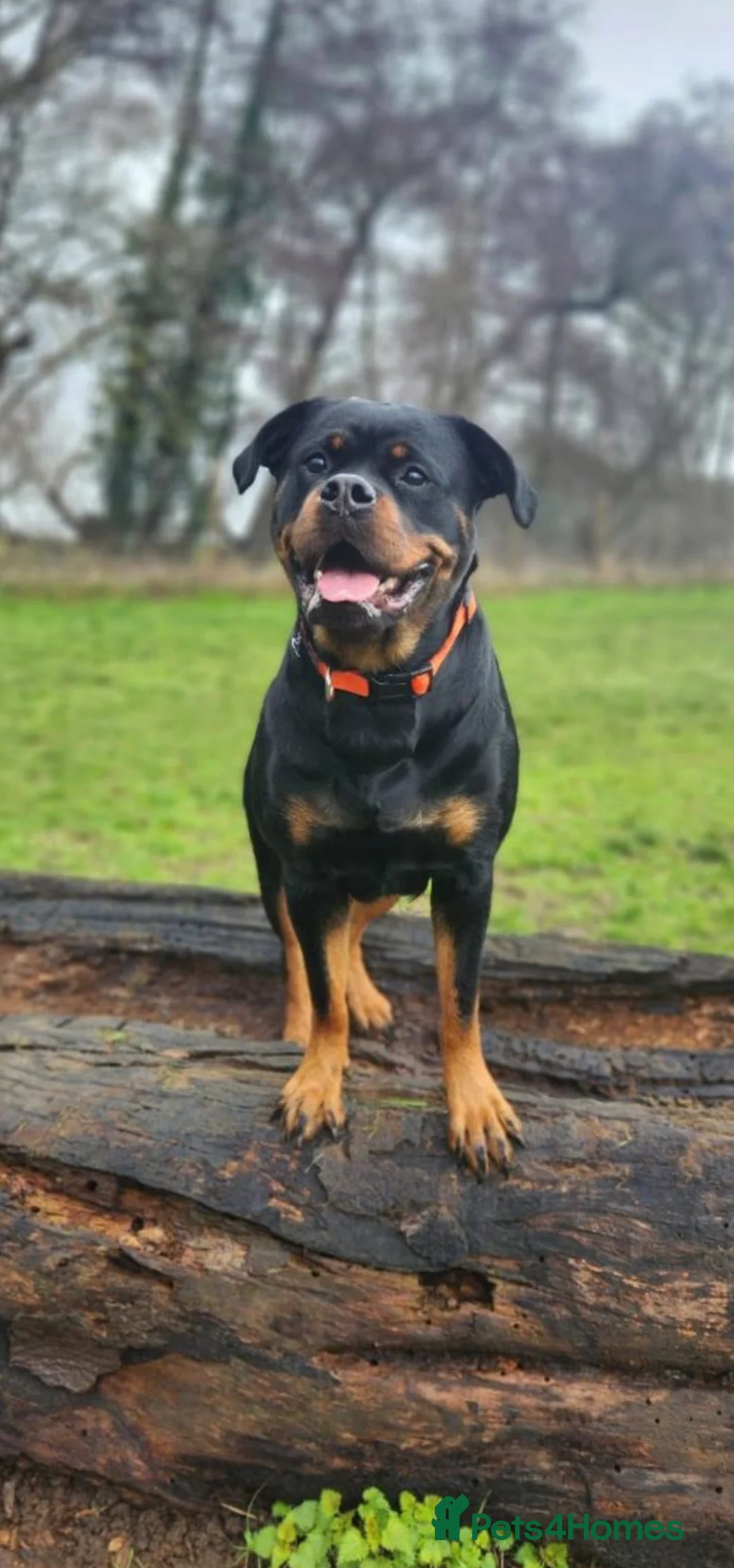 Mixed Breed dogs for sale: dog for rehoming - Advert 1