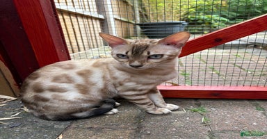 Bengal cats - Advert 2