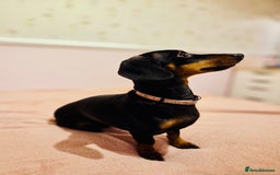 Miniature Dachshund dogs for sale: Miniature Dachshund- Female - 10 months old - Advert 6