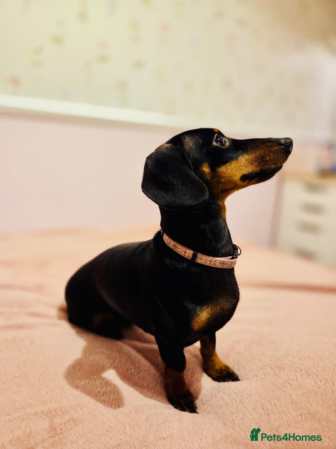 Miniature Dachshund dogs for sale: Miniature Dachshund- Female - 10 months old - Advert 6