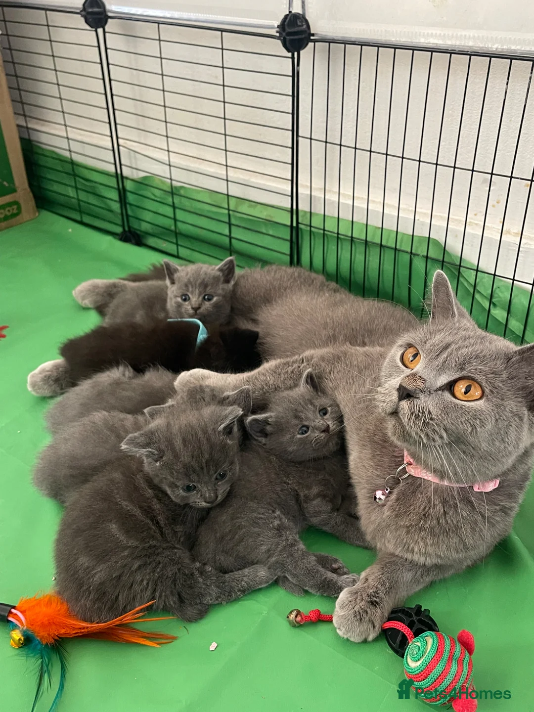 British Shorthair cats for sale: Beautiful British kittens 🐈‍⬛  - Advert 2