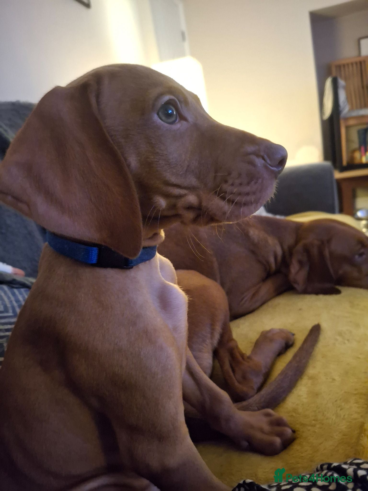 Hungarian Vizsla dogs Hungarian Vizsla puppy 1 boy - Advert 8
