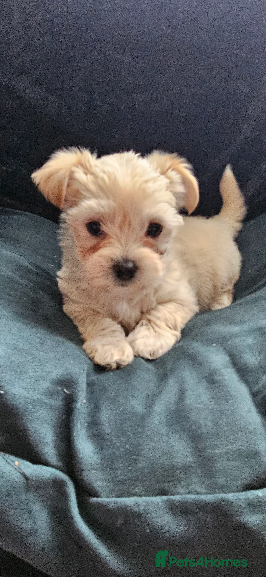 Morkie dogs for sale: Lovely pets - Advert 23