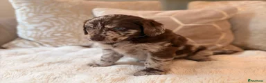 Labradoodle 5