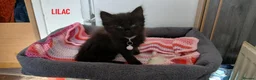 Mixed Breed cats for sale: 6 kitties looking for new forever homes - Advert 8