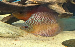 Discus fish for sale: 10 discus for sale due to house move - Advert 12