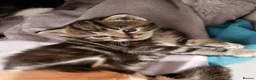 Domestic Shorthair cats for sale: 2 beautiful kittens  - Advert 3