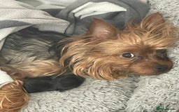 Yorkshire Terrier dogs for sale: Very Tiny,mini Yorkshire terrier🥰 BOY - Image 9