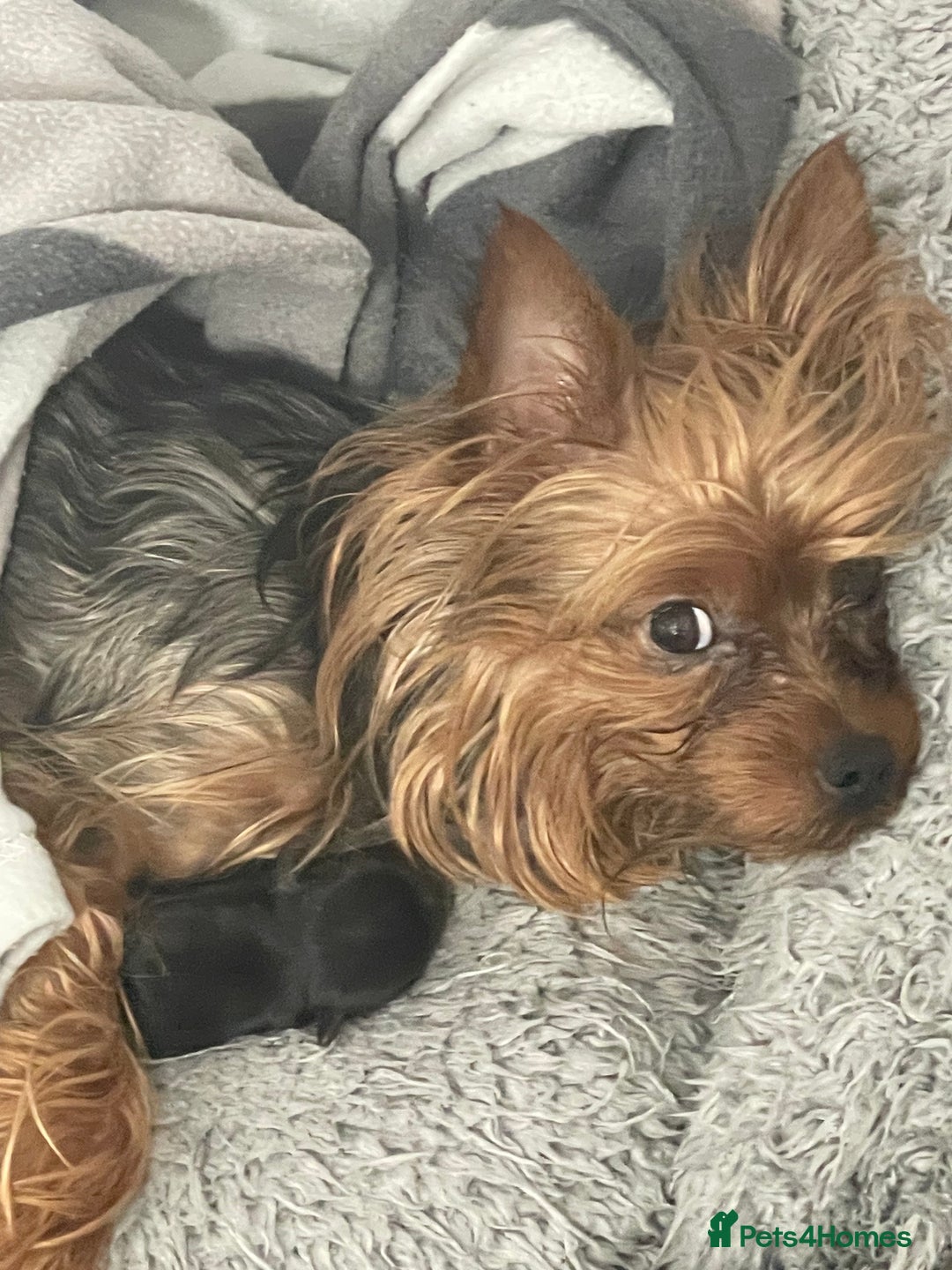 Yorkshire Terrier dogs for sale: Very Tiny,mini Yorkshire terrier🥰 BOY - Image 9