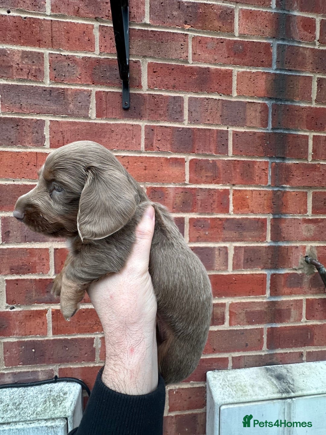 Miniature Dachshund dogs for sale: Miniature dachshund puppies - Advert 2