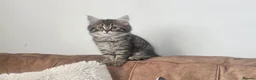 Persian cats for sale: Persian cross exotic in Birmingham - Advert 4