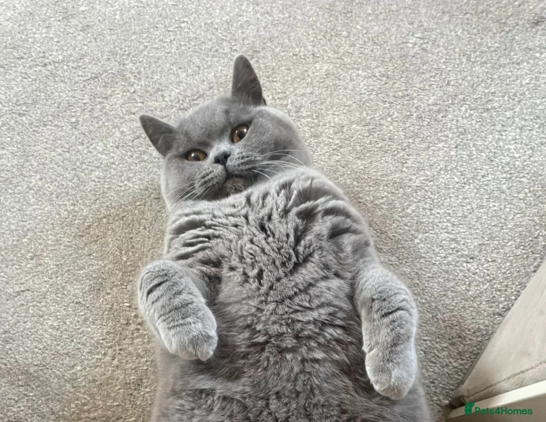 British Shorthair cats for sale: Winston in Ashby-de-la-Zouch - Advert 1