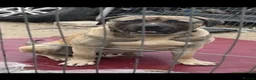 Turkish Kangal dogs for sale: Turkish kangal male big guard dog  - Advert 2